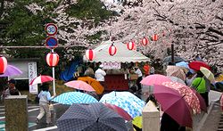 桜まつり会場の様子