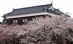 多聞櫓と桜