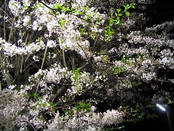 �L�c�N���j�b�N�̃��C�g�A�b�v���ꂽ���