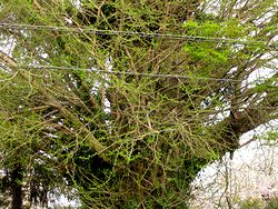 �@�p���̃C�`���E�̐V��