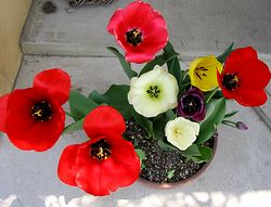 ���ւɍ炭�`���[���b�v