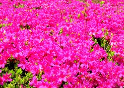 ���J�̂���