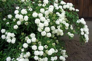 ��ɍ炭���ł܂�̉�