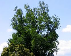 �V�΂̃C�`���E�i�@�p���j