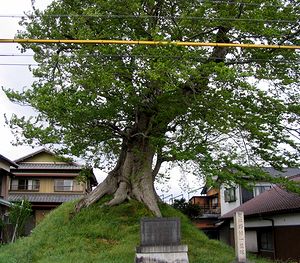 �쑺�̈ꗢ��