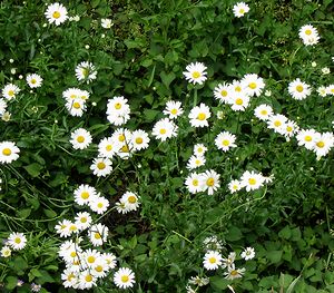 �}�[�K���b�g�̉�