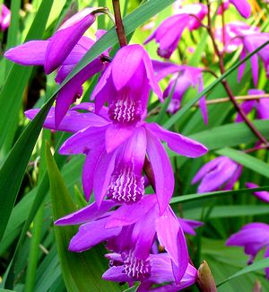 �V�����̉�