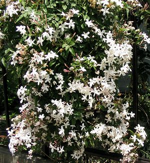 �܂��Ō��t�����W���X�~���̉�