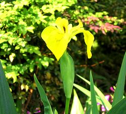 �A�C���X�̉�