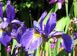 �A�����̉�