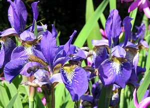 �A�����̉�