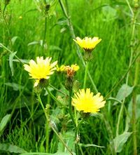 �c��ڂ̘e�ō炭��