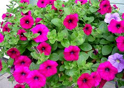 �܂��Ō��t������