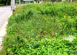 �G�����΂�󂫒n