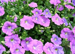 �܂��Ō��t������