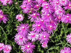 �}�c�o�M�N�̉�