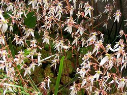 ��ɍ炭���L�m�V�^�̉�