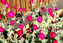 �܂��Ō��t������