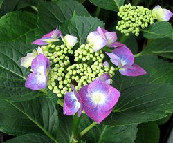 �K�N�A�W�T�C�̉�