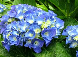 ���������̉�