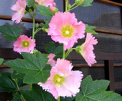 �������̉�