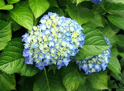 ���������̉�