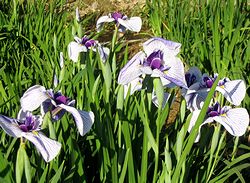 �Ԃ��傤��