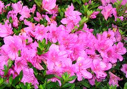 �J�ɔG�ꂽ��̃T�c�L