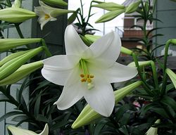 �i���X�Ō��t�������̉�