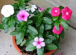 ��̓������̉�