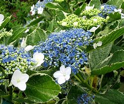 ��̃K�N�A�W�T�C�̉�