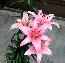 �܂��Ō��t�������̉�