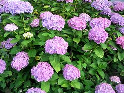 ���������̉�