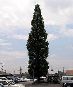 �s�c���ԏ�̋��؁A�Z�R�C�A�H