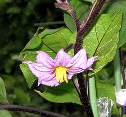 �ƒ�؉��̂Ȃ��̉�