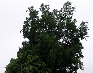 �䕗�ŗh���@�p���̃C�`���E�̖�