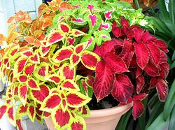 �i���X�Ō��t������