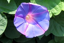 �܂��Ō��t�������������̉�