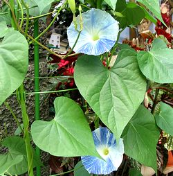 ���������̉�