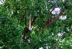 �܂ꂽ�}���������������C�`���E�̖�