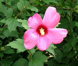 �܂��Ō�������