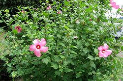 �܂��Ō�������