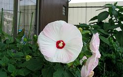 �܂��Ō�������