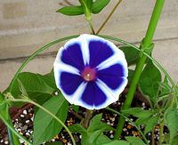 �䂪�Ƃō炢����������