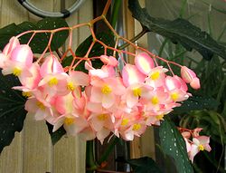 �܂��Ō�������