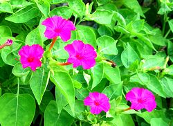 �܂��Ō�������