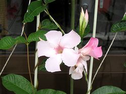 �܂��Ō�������