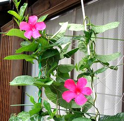 �܂��Ō�������