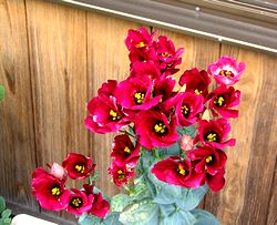 �g���R�L�L���E�̉�