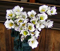 �܂��Ō������g���R�L�L���E�̉�